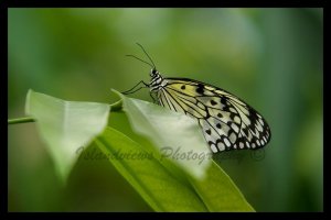 Butterfly macro leaf