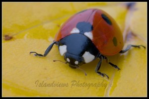 Ladybug Ladybird macro